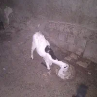 ....|حیوانات مزرعه|بمپور, |دیوار