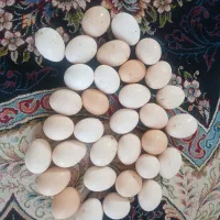 تخم مرغم محلی نطفه دار