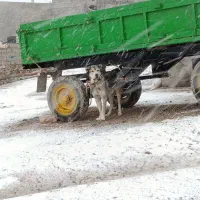 نژاد
