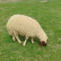 بره نر به شرط سالمی درجه یک.باب پروار.کیلویی نیست.