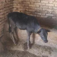 گوساله نر