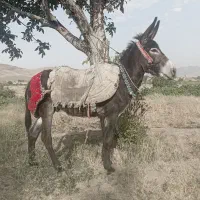 الاغ نر