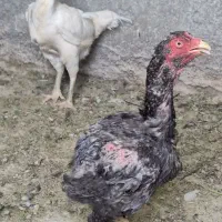 معاوضه مرغ با جوجه لاری