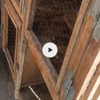 فروش جفت کن پرنده