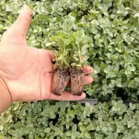 نشااویشن شیرازی و باغی توپی وگلدانی