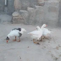 غاز