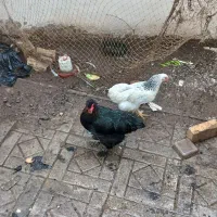 دومرغ پاپر ویک خروس سفید