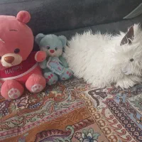 تعدادی عروسک وپمب بنزین وفرقون اسباب بازی