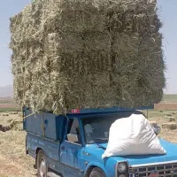 جو سبز شیر آرپا خصیل