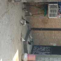 فروش۲۰عدد کبوتر
