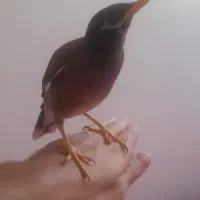 مرغ مینا