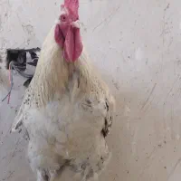 خروس