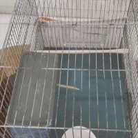قفس پرنده