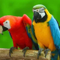 طوطی پاینن بخون