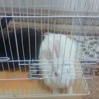 یک جفت خرگوش جوان