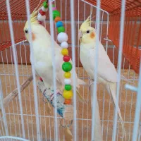 عروس هلندی