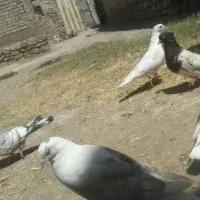 کبوتررنگی