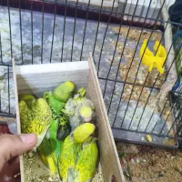 چند جفت مرقه عشق