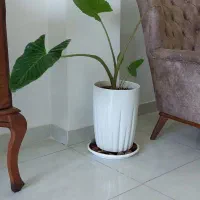 گل بابا آدم تنه قرمز