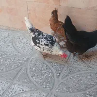 ۳تا مرغ گلین