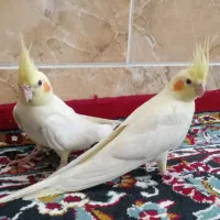 عروس هلندی