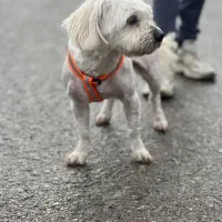 لطفا اگهی رو حتما بخونید ودرصورت امکان کمک کنید