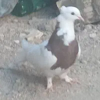 کبوتر طوقی سرخ  ماده قیمت ۱تومن