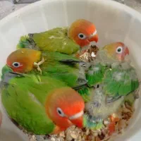کوتوله برزیلی عروس هلندی