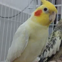 جفت عروس هلندی مولد  معاوظه