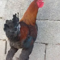 فروش خروس دیلگونی اصیل