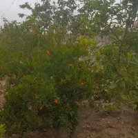 خانه-باغ-فروش-نقدی