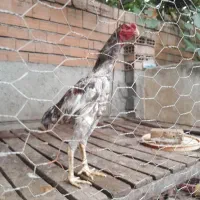 سه تا خروس لاری اصیل