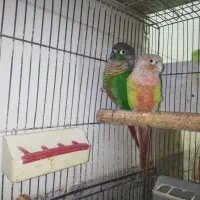 گرینچیک مولد سر شش جوجه و قفس های فروشی