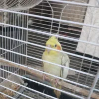 عروس هلندی احلی