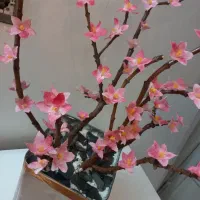 گل شکوفه پارمیدا