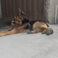 سگ ژرمن شفرد نژاد دار اصل