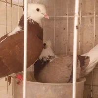 ۱۴ کبوتر رنگی و معمولی