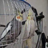 عروس هلندی نر و ماده