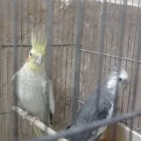عروس هلندی