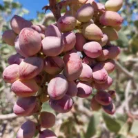 پسته|عمده‌فروشی|سبزوار, رباط|دیوار