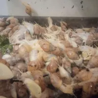 فروش حلزون آچاتینا