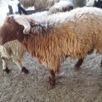 دوتا قوچ درجه یک