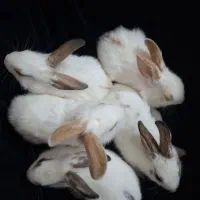 واگذاری بچه خرگوش