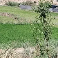 نشا چمپا