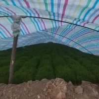 نشا برنج