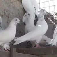 کبوتر پتی واله