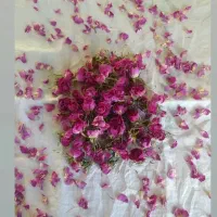 گل محمدی