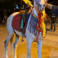 عرب مصری