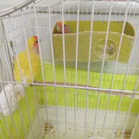 طوطی برزیلی جفت بازیگوش و شیطون