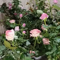 گل رز خارجی با سرگل قوی